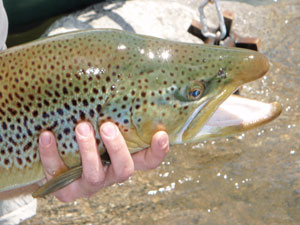 Brown Trout